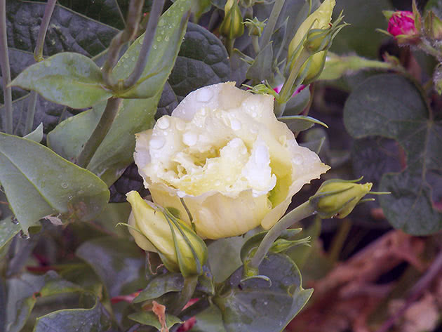 Foto de Andreia Teixeira