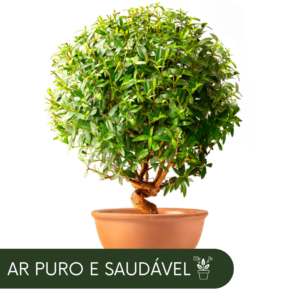 HariTree: Planta purificadora dos Himalaias